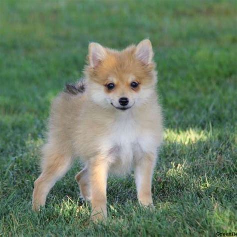 pomchi puppy for sale|pomchi puppies for sale uk.